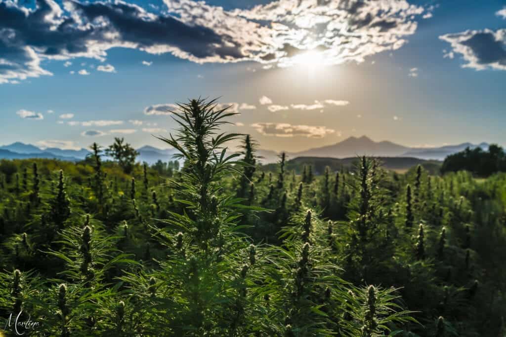 One Farm's USDA Organic Hemp Farm WAAYB Farms