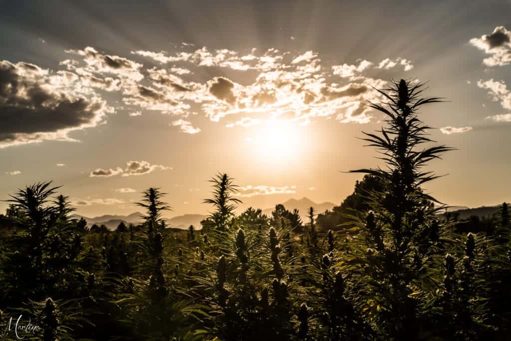 One Farm's USDA Organic Hemp Farm WAAYB Farms