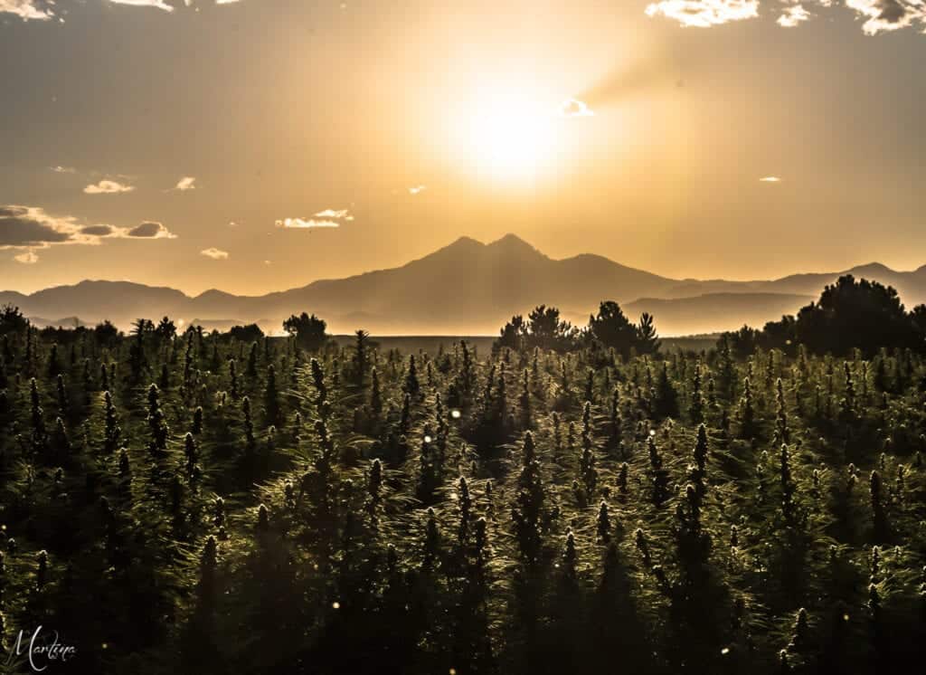 One Farm's USDA Organic Hemp Farm WAAYB Farms