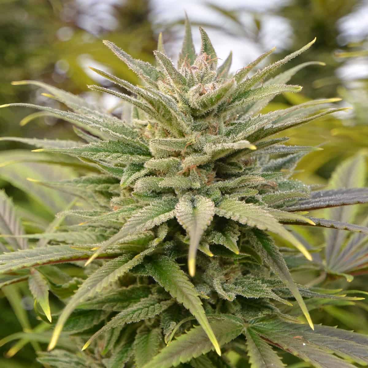 Cherrywine CBD Flower