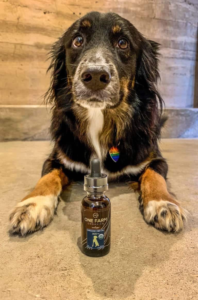 Organic Pet CBD Oil | One Farm