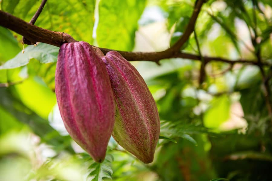 cacao-fruits-on-cocoa-tree_web