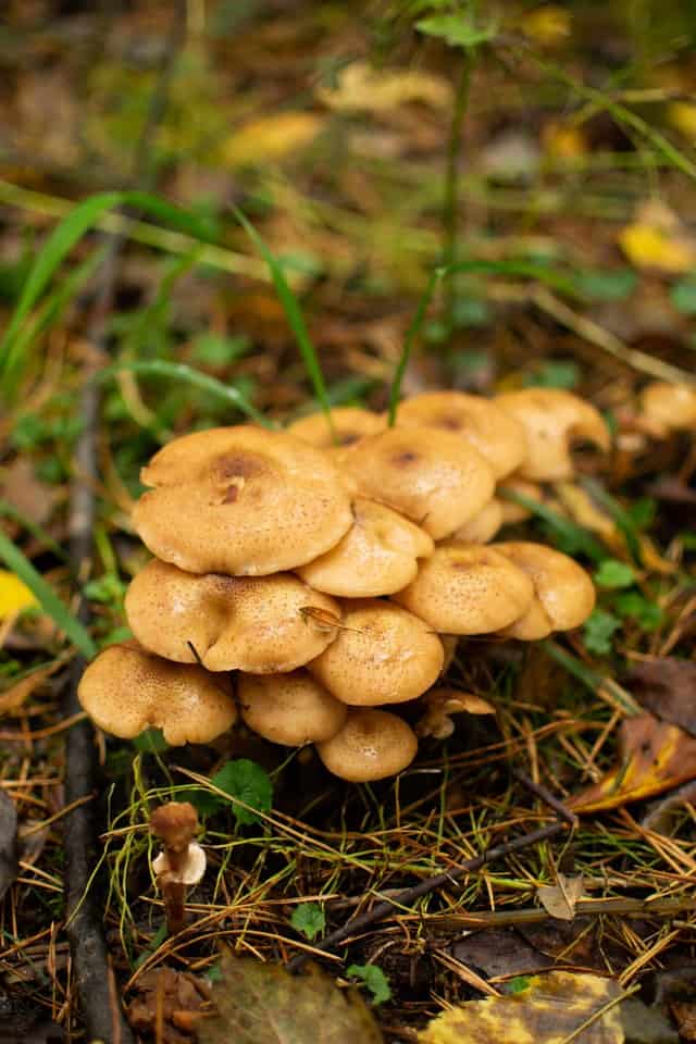 Organics maitake mushrooms