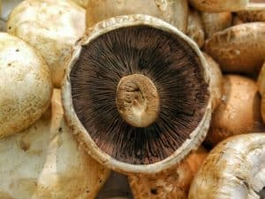 Organic Shiitake Medicinal Mushroom