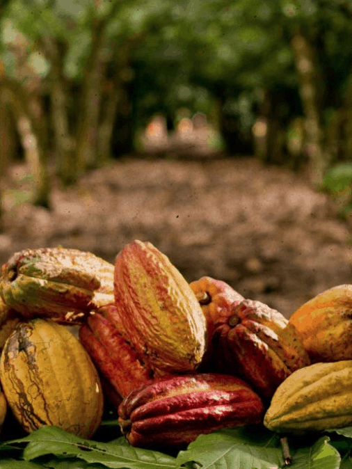 KahKow Organic Cacao
