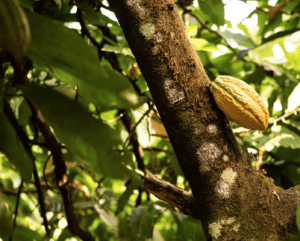 Kahkow Cacoa for One Farm by Waayb