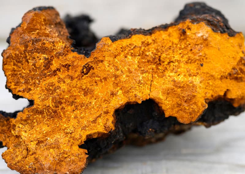 wild chaga mushroom