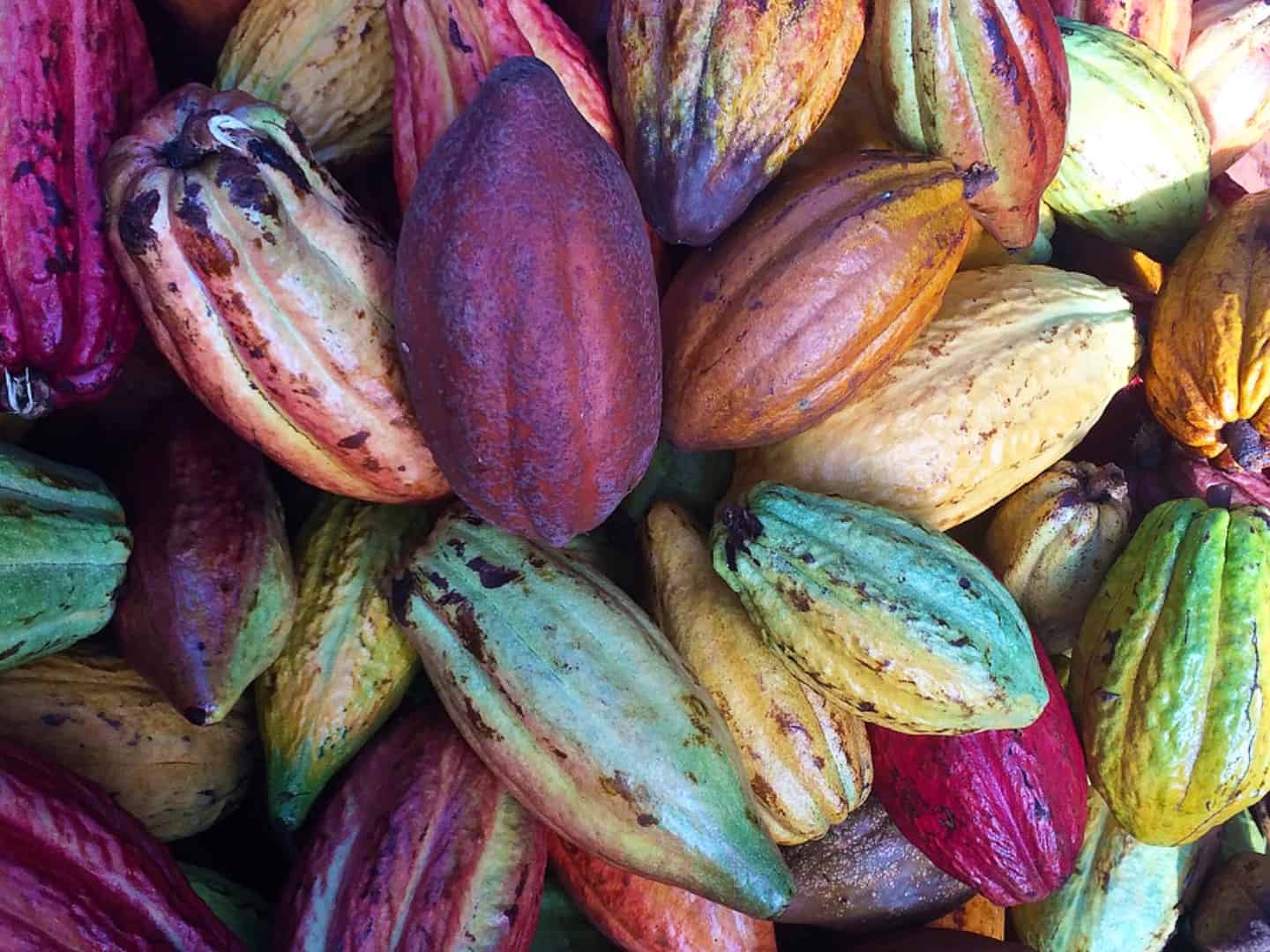 Organic Kahkow Cocoa used in One Farm Daily 8 Immunity Boost