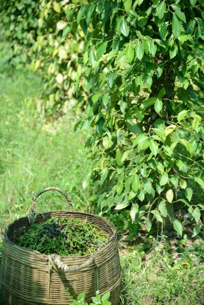 Bo Tree Organic Pepper Farm