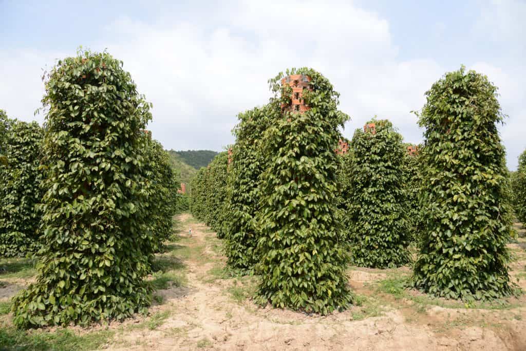 Bo Tree Organic Pepper Farm