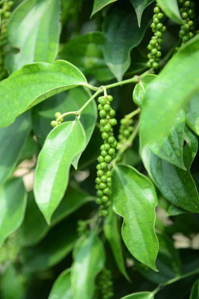 Bo Tree Organic Pepper Farm