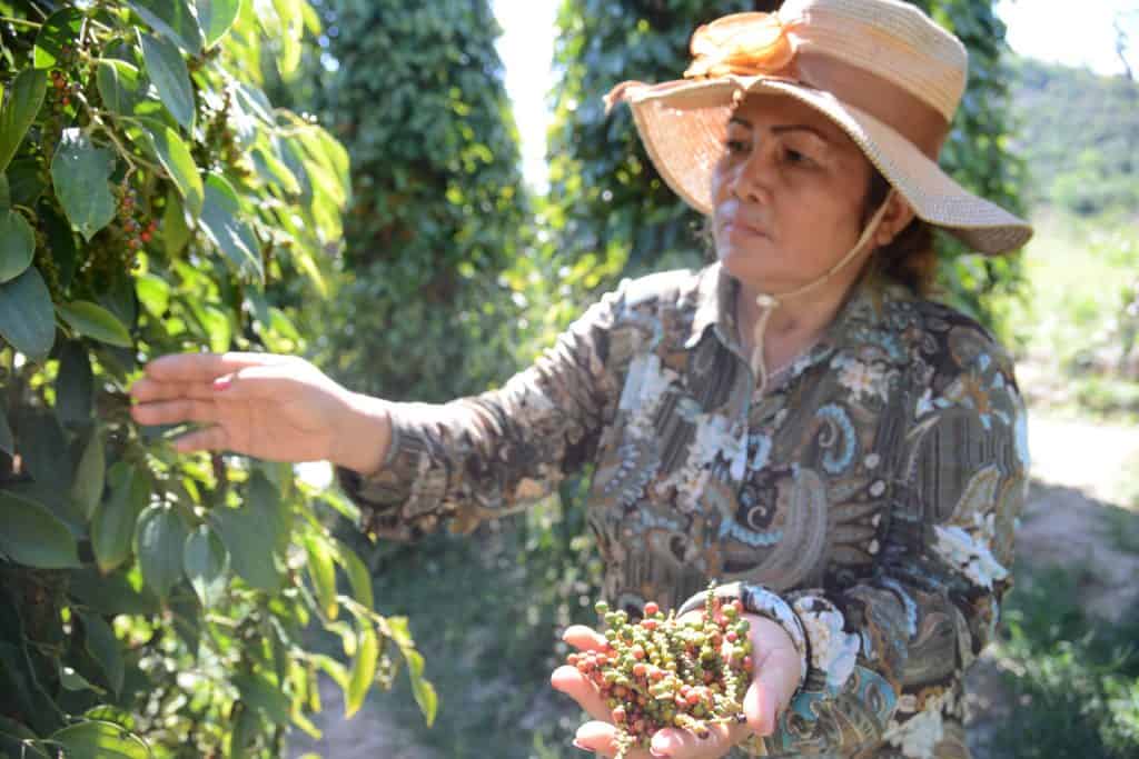 Bo Tree Organic Pepper Farm