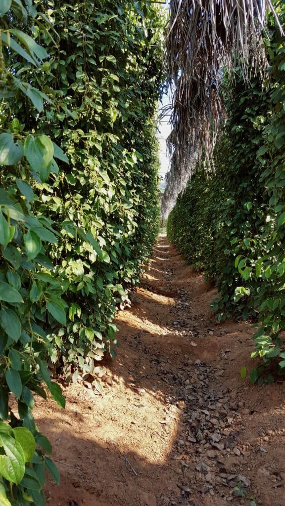 Bo Tree Organic Pepper Farm