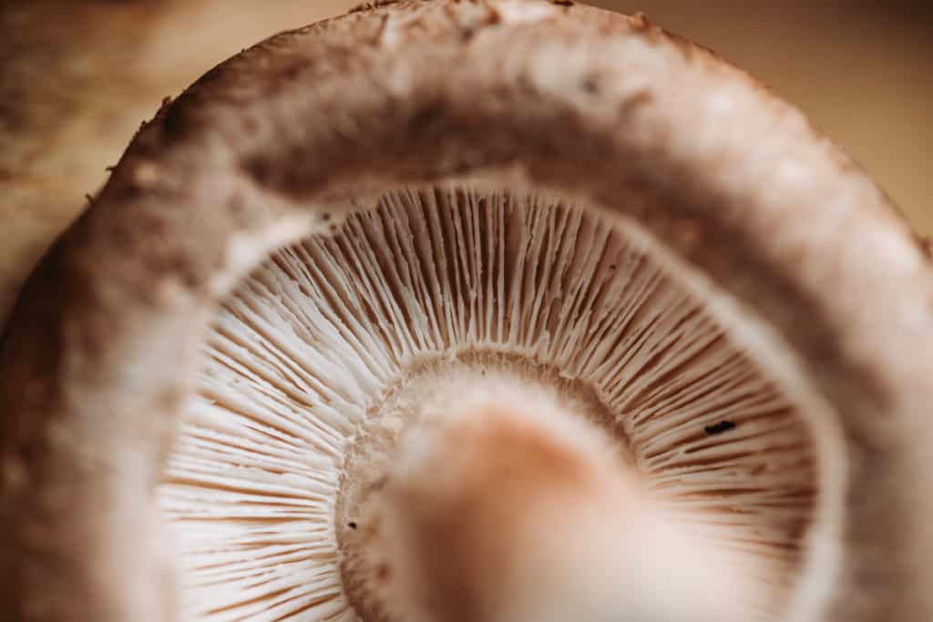 Organic Shiitake Mushroom