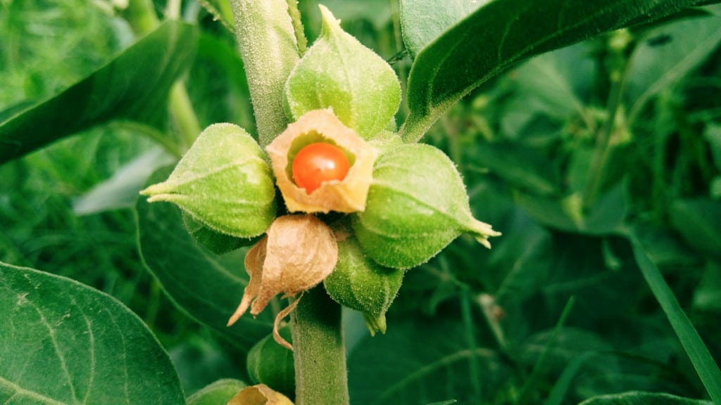 Indian-ginseng-or-ashwagandha