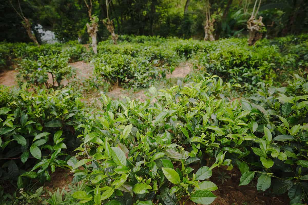 organic tea bushes