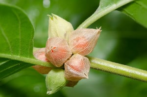 Ashwagandha plant in bloom