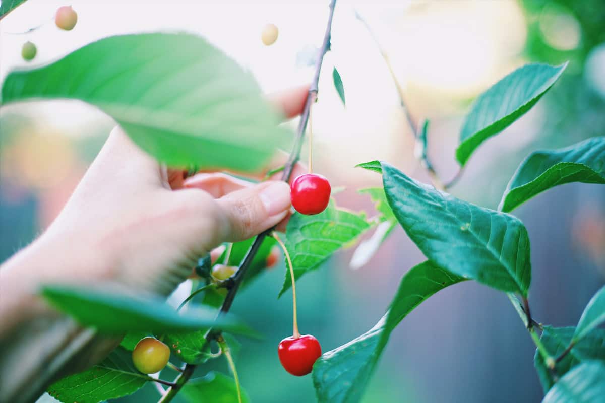 Organic Cherry Tree