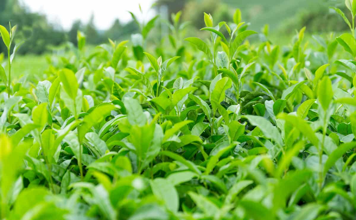 Matcha green tea leaves