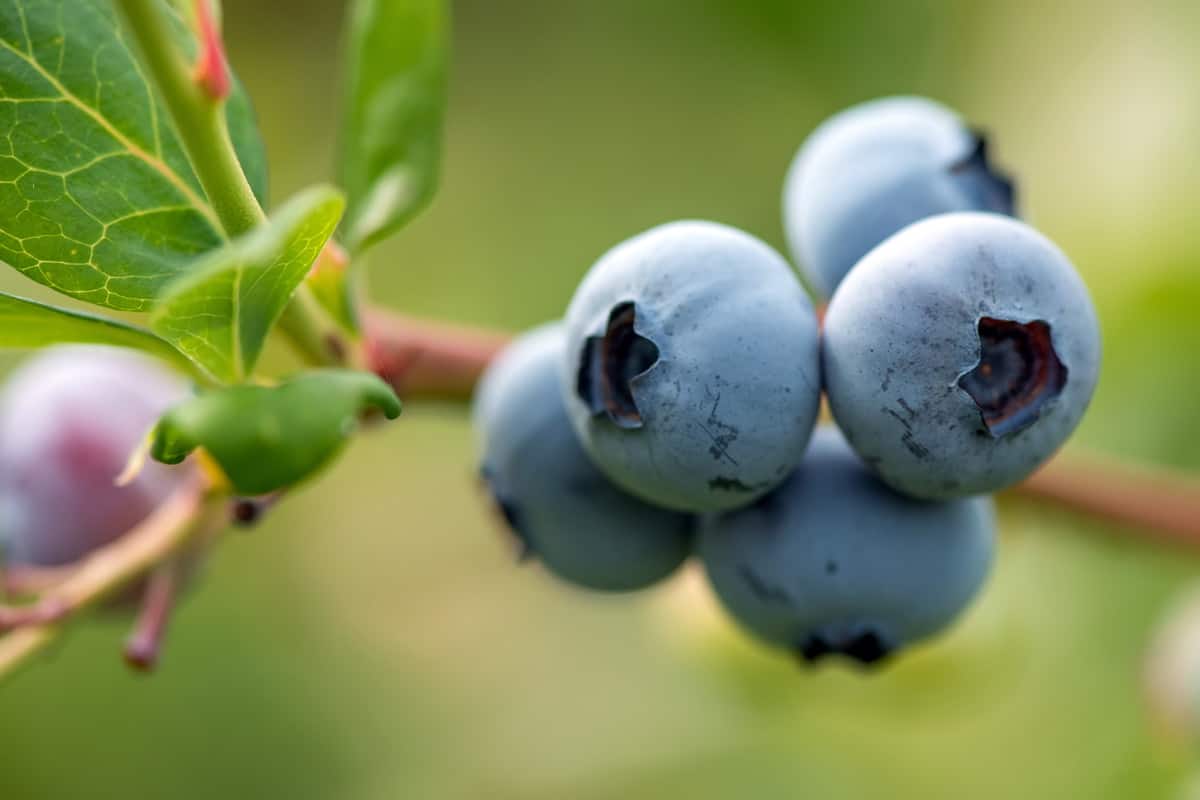 Organic Blueberry bush
