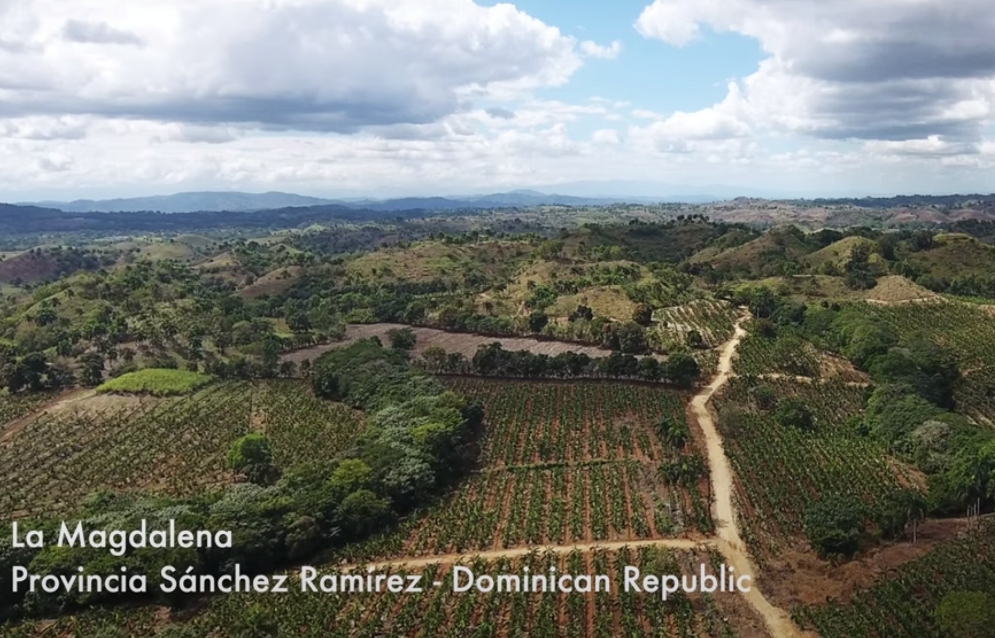 Dominican Cacao Farm