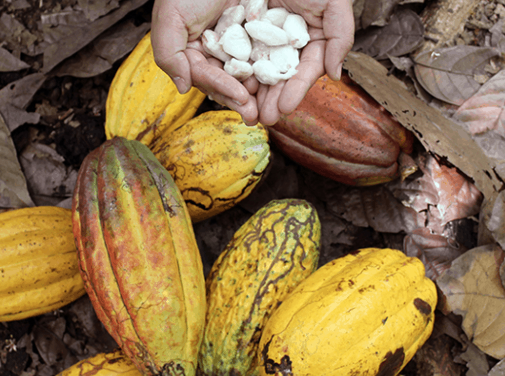 Rizek Organic Cacao