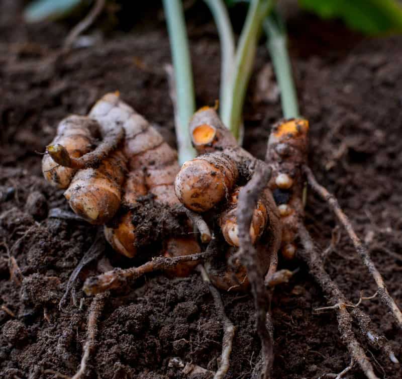 Organic harvested Turmeric