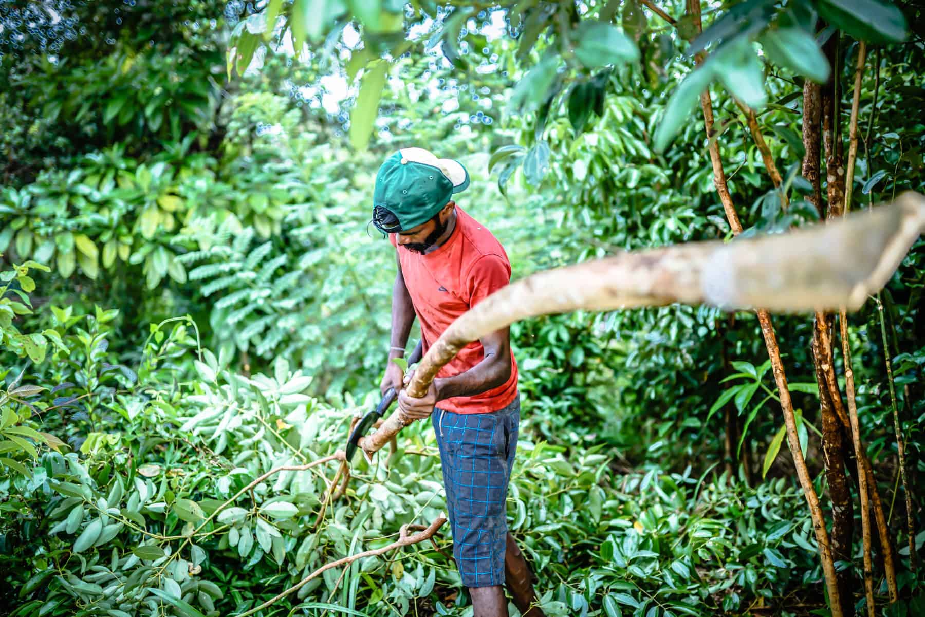 One Farm's Ceylon Golden Cinnamon being hand harvested