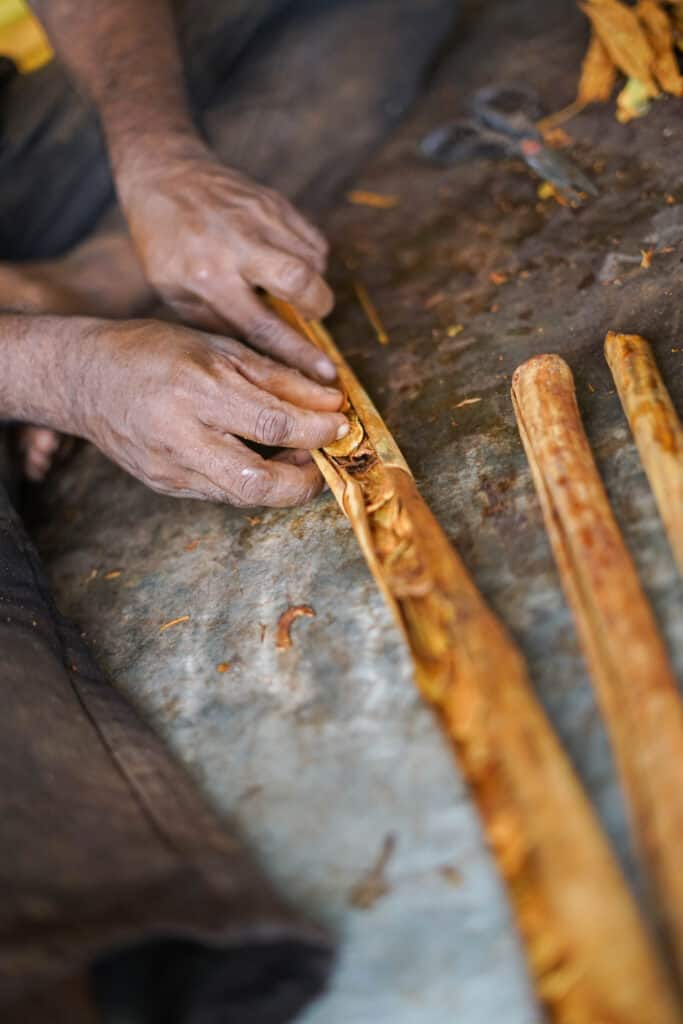One Farm's Ceylon Golden Cinnamon being processed