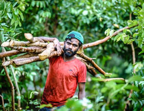 One Farm's hand harvested Organic Single- source Golden Ceylon Cinnamon