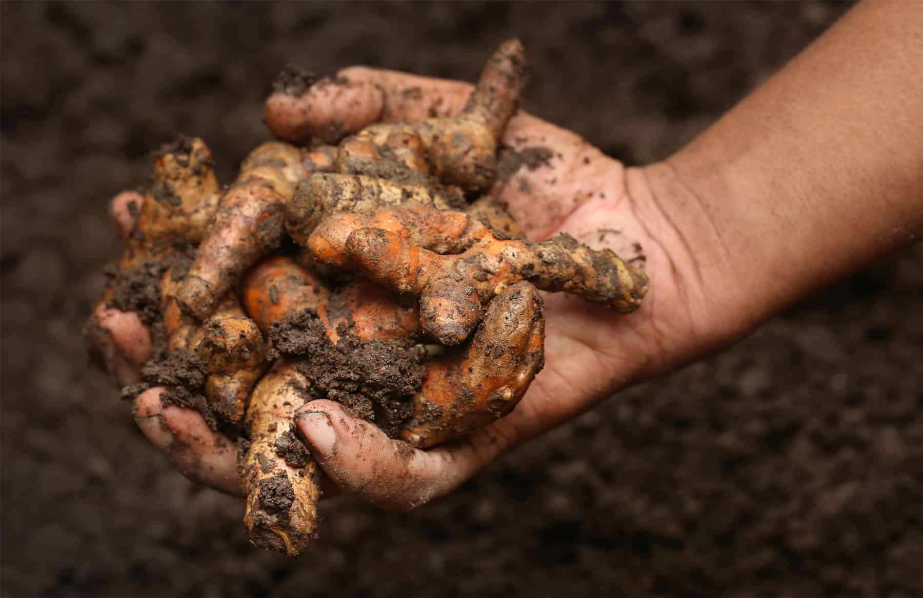 Single- Source Organic Turmeric Harvest