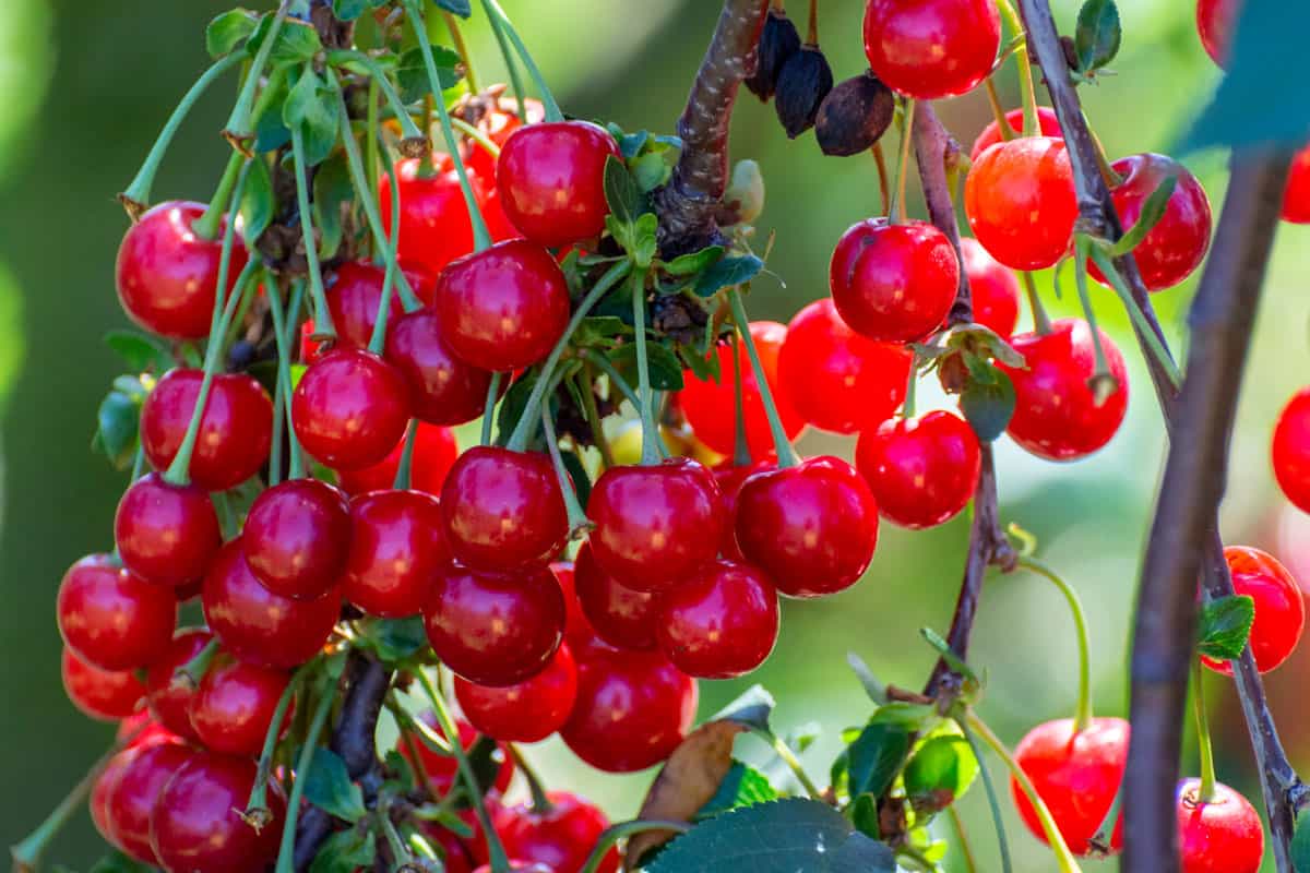 Organic Tart Cherry for sleep