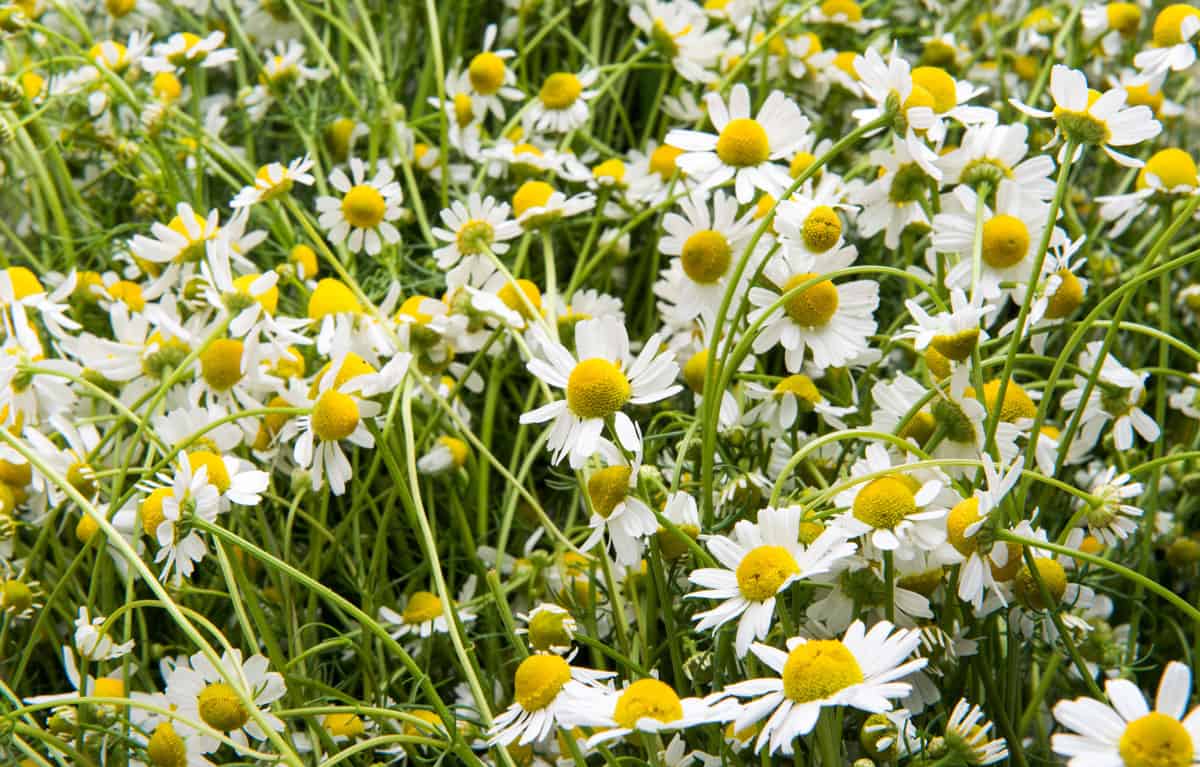 Organic chamomile for sleep