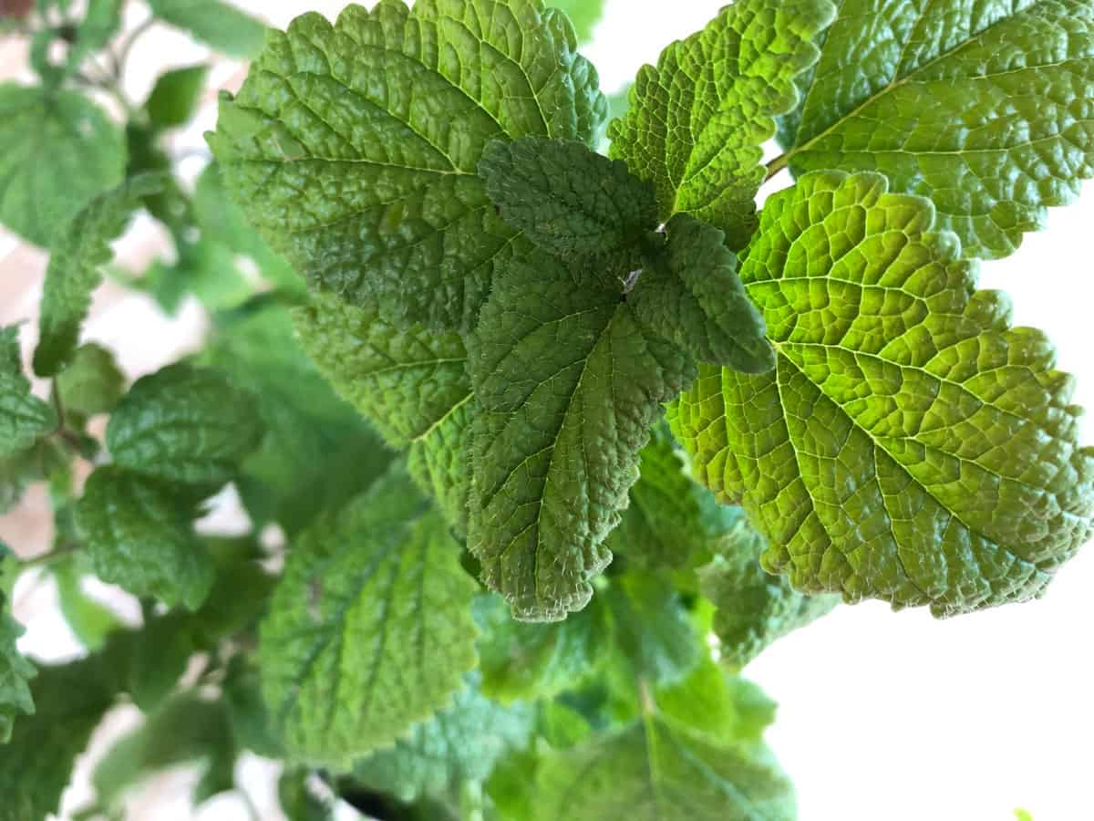 One Farm USDA Organic Lemon Balm for sleep