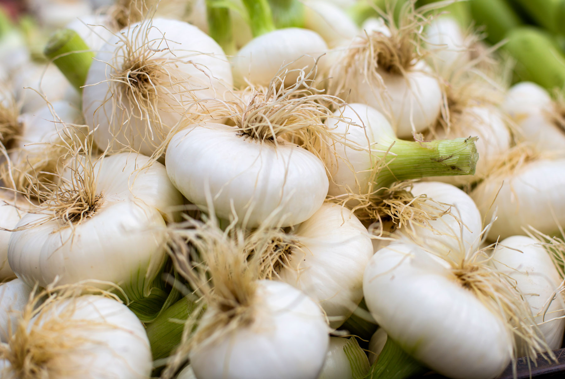 organic farmed onions
