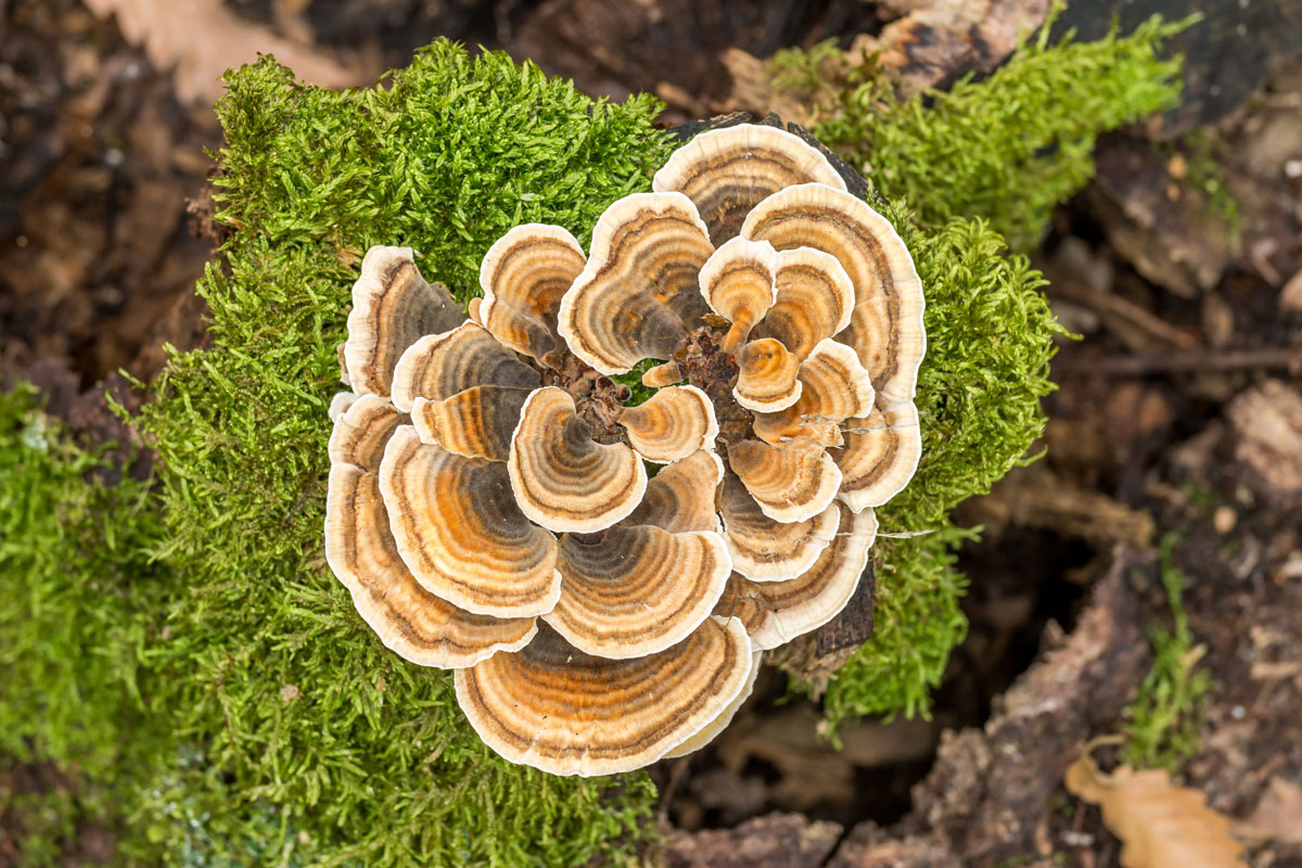 organic turkey tail for pets