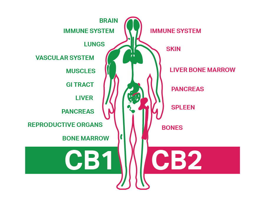 Endocannabinoid system education visual