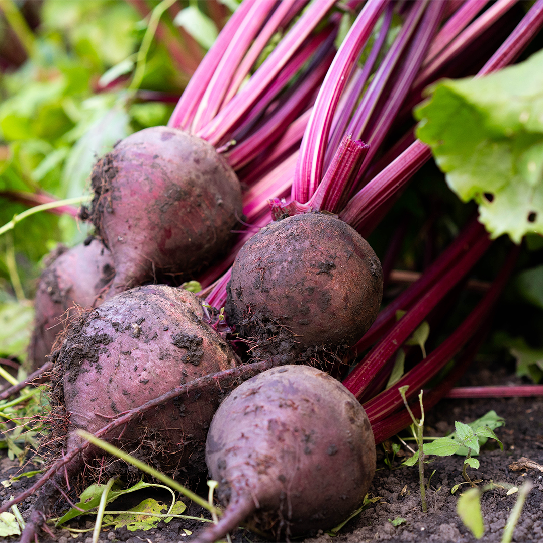 Organic Beets